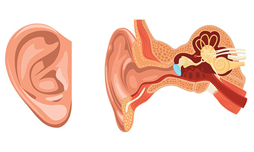 vestibular-system-ear